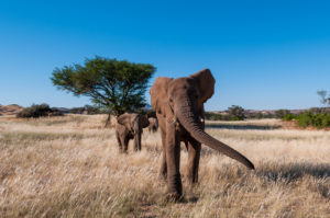 Herd of desert elephants (Loxodonta africana), Huab River Valley, Torra Conservancy, Damaraland, Namibia Herd of desert elephants (Loxodonta africana), Huab River Valley, Torra Conservancy, Damaraland, Namibia